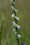 Northern slender lady's tresses